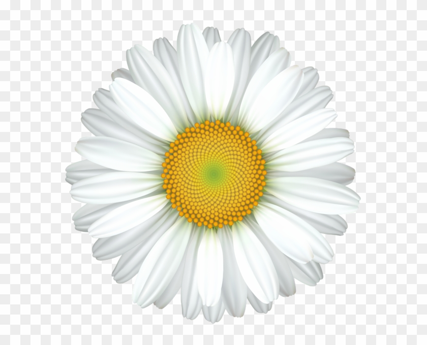 Daisy clipart realistic. Flower transparent clip art