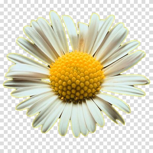 daisy clipart shasta daisy