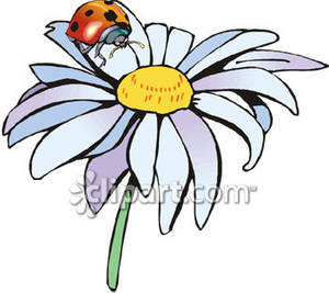 daisy clipart shasta daisy