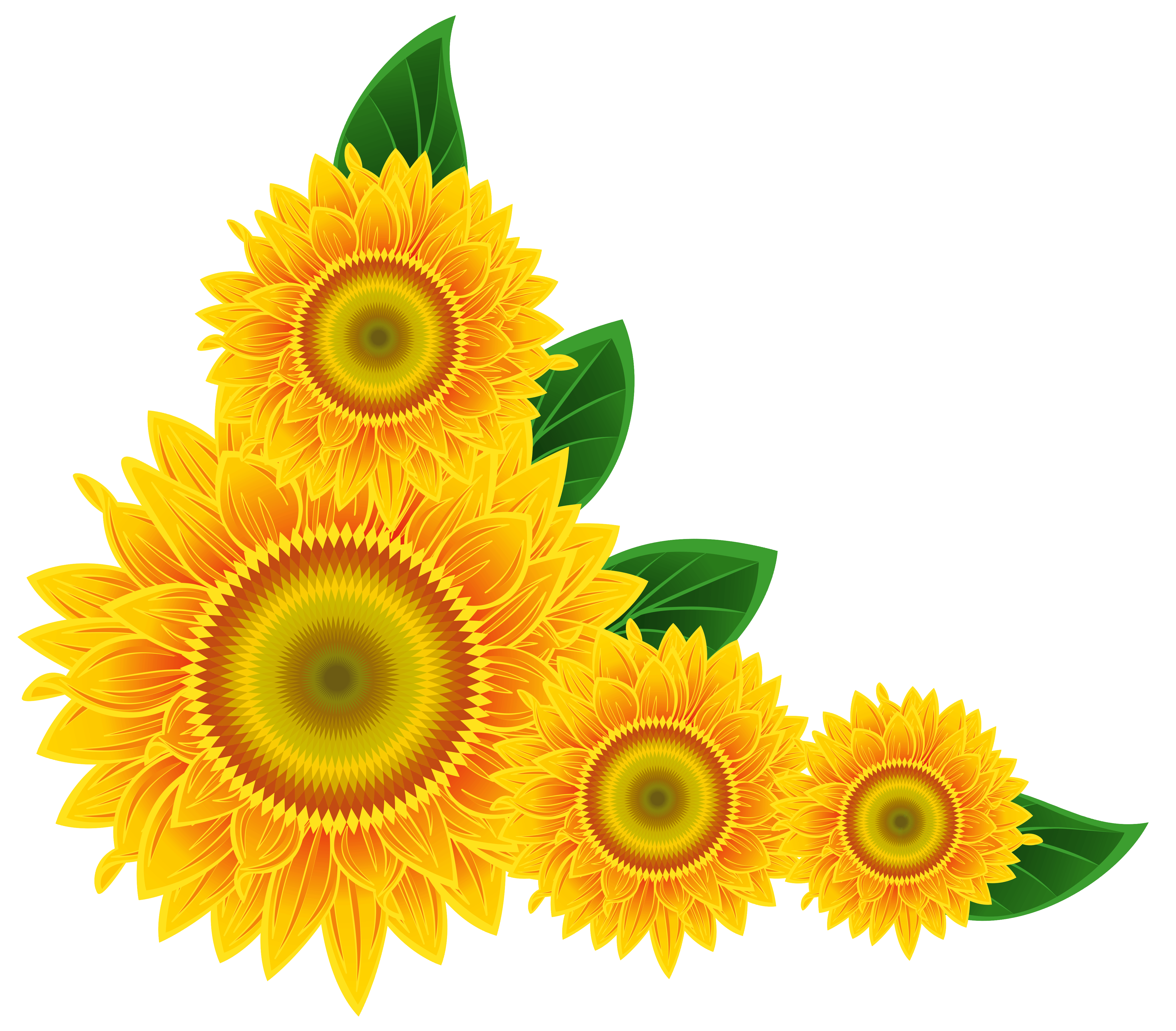 Free school cliparts wikiclipart. Daisy clipart sunflower