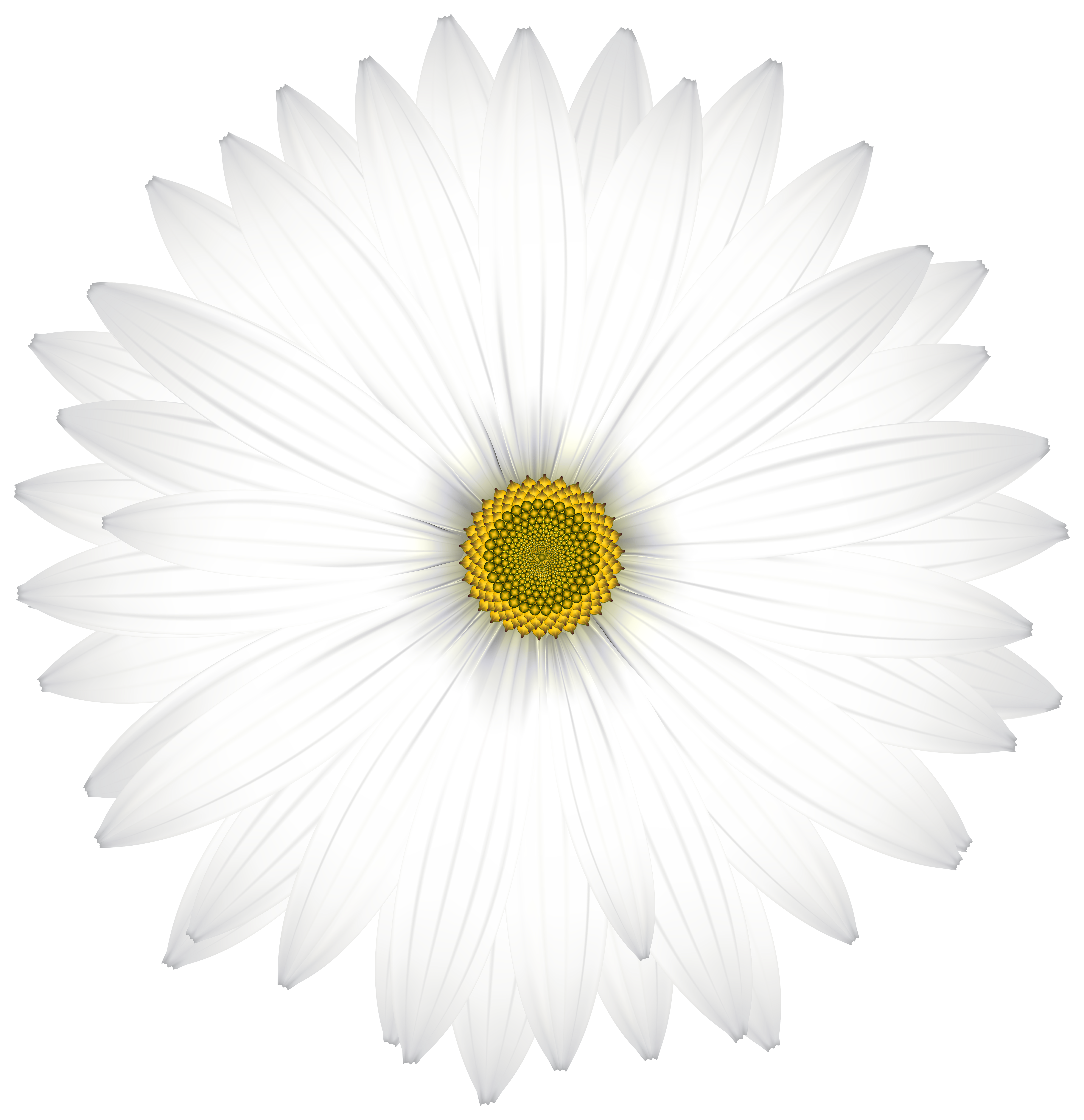 daisy clipart transparent background