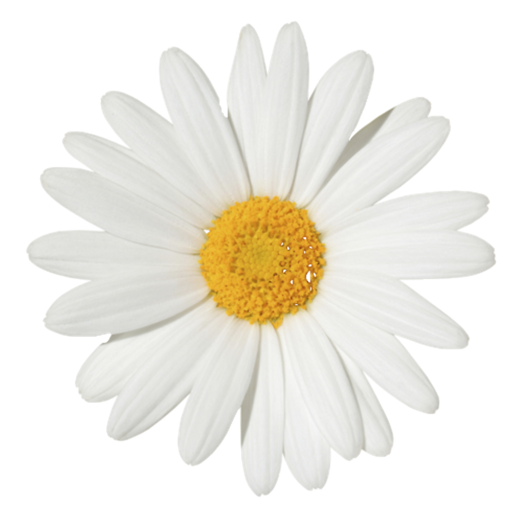 Free Free 119 Transparent Wildflower Svg Free SVG PNG EPS DXF File