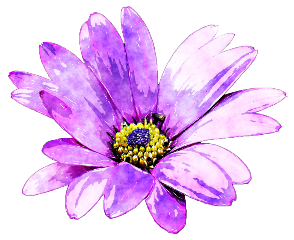 Daisy clipart watercolour. Flower by lavandalu on