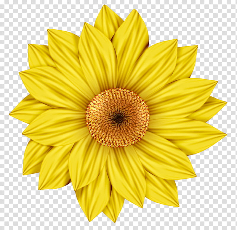 Daisy clipart yellow daisy. Free flower transparent background