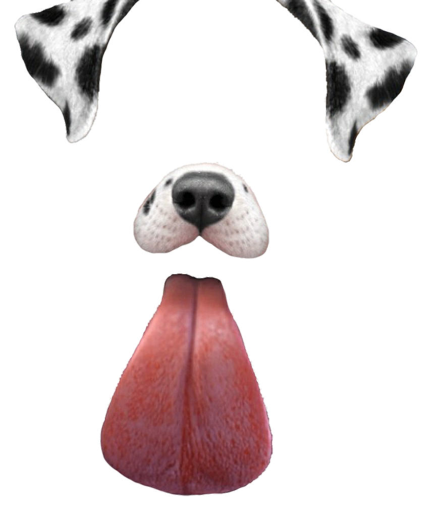 Language kulah eye color. Dalmatian clipart pointer dog