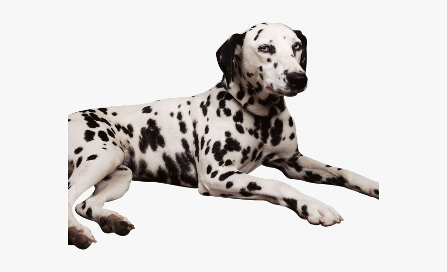 Laying down . Dalmatian clipart realistic dog