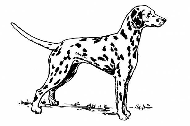 dalmatian clipart spotted puppy