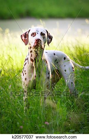 dalmatian clipart spotty dog