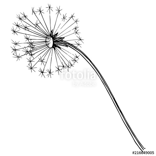 dandelion clipart border