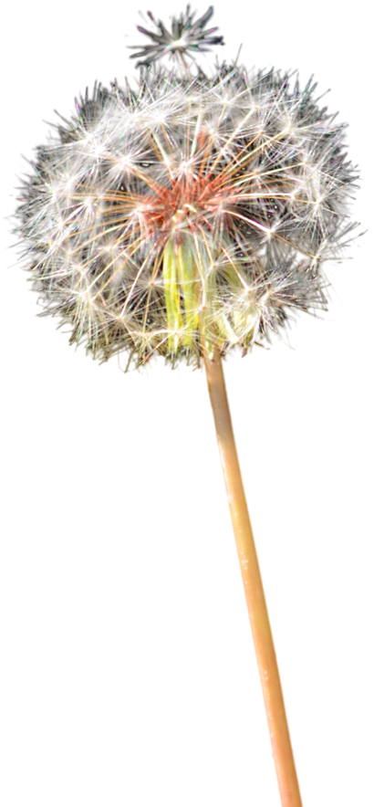 Hd colored png portable. Dandelion clipart colorful