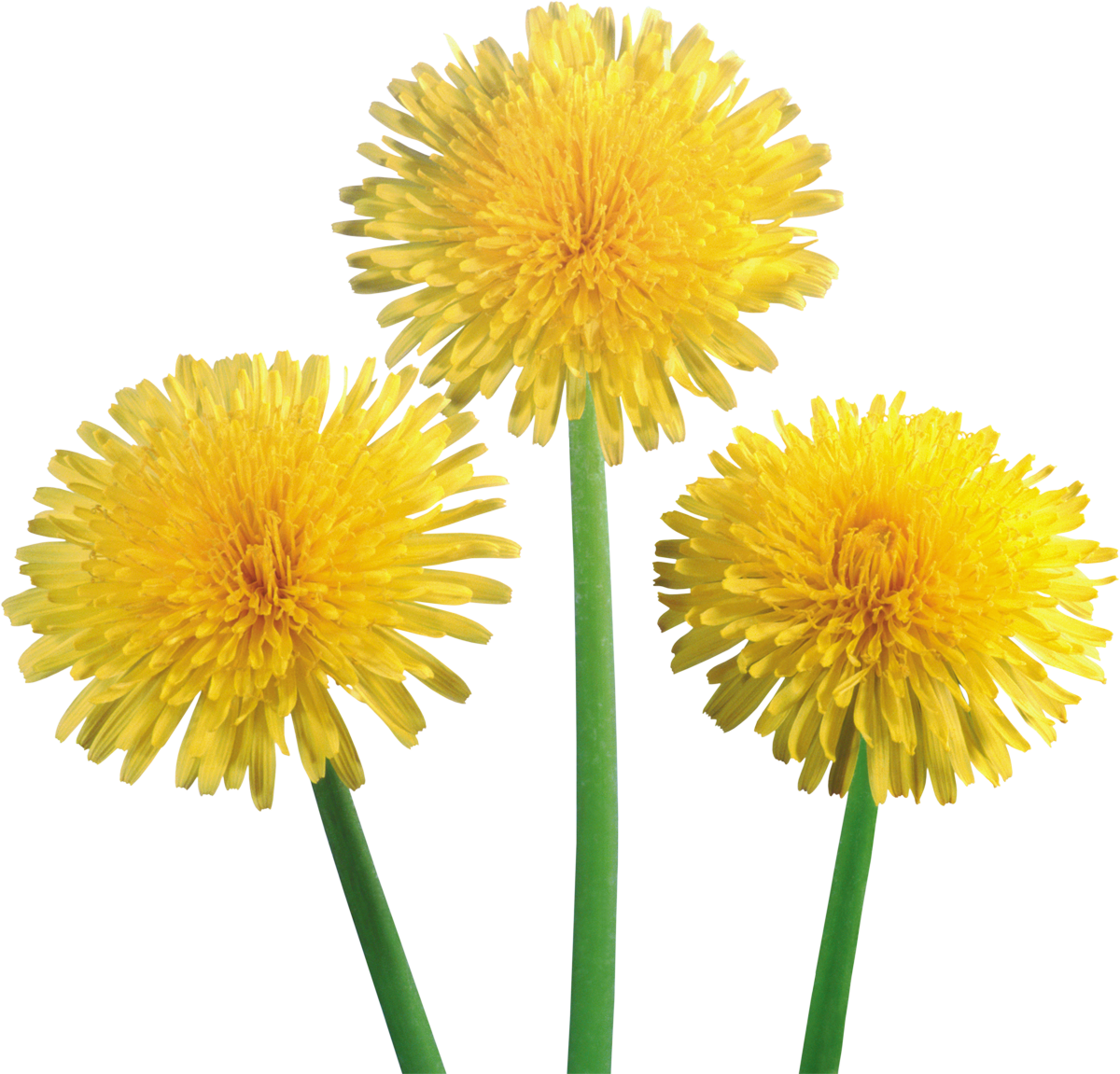 dandelion clipart daisy