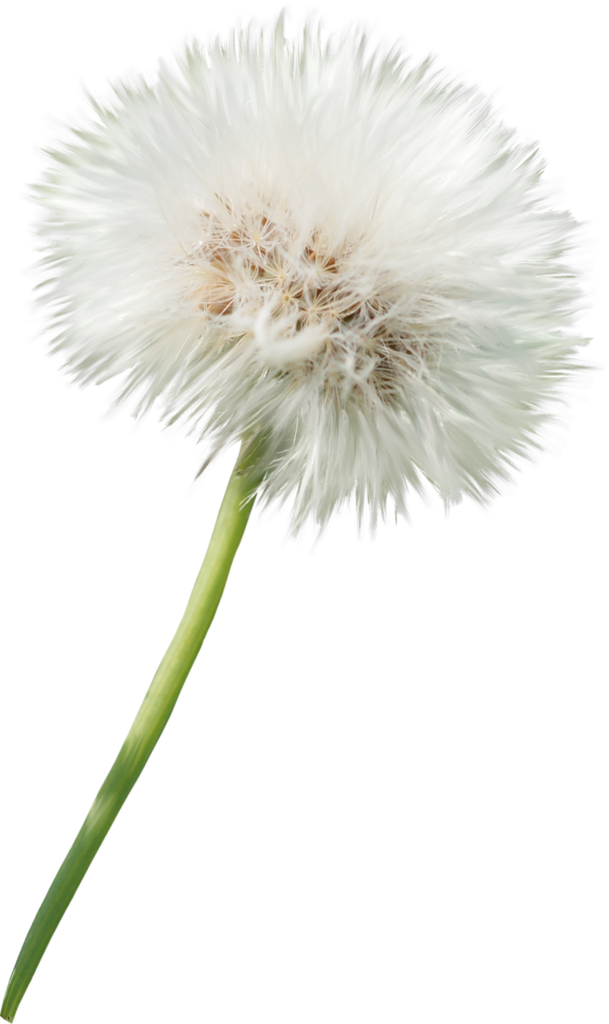 Dandelion clipart daisy, Dandelion daisy Transparent FREE for download
