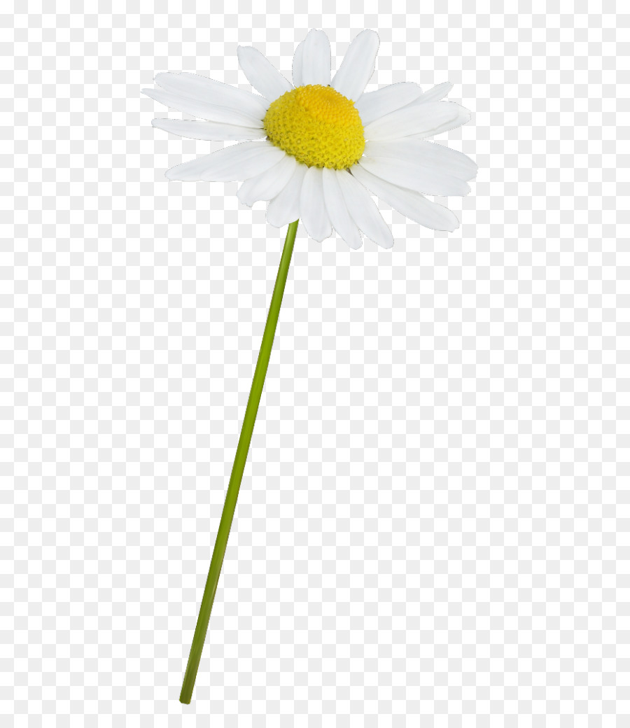 dandelion clipart daisy
