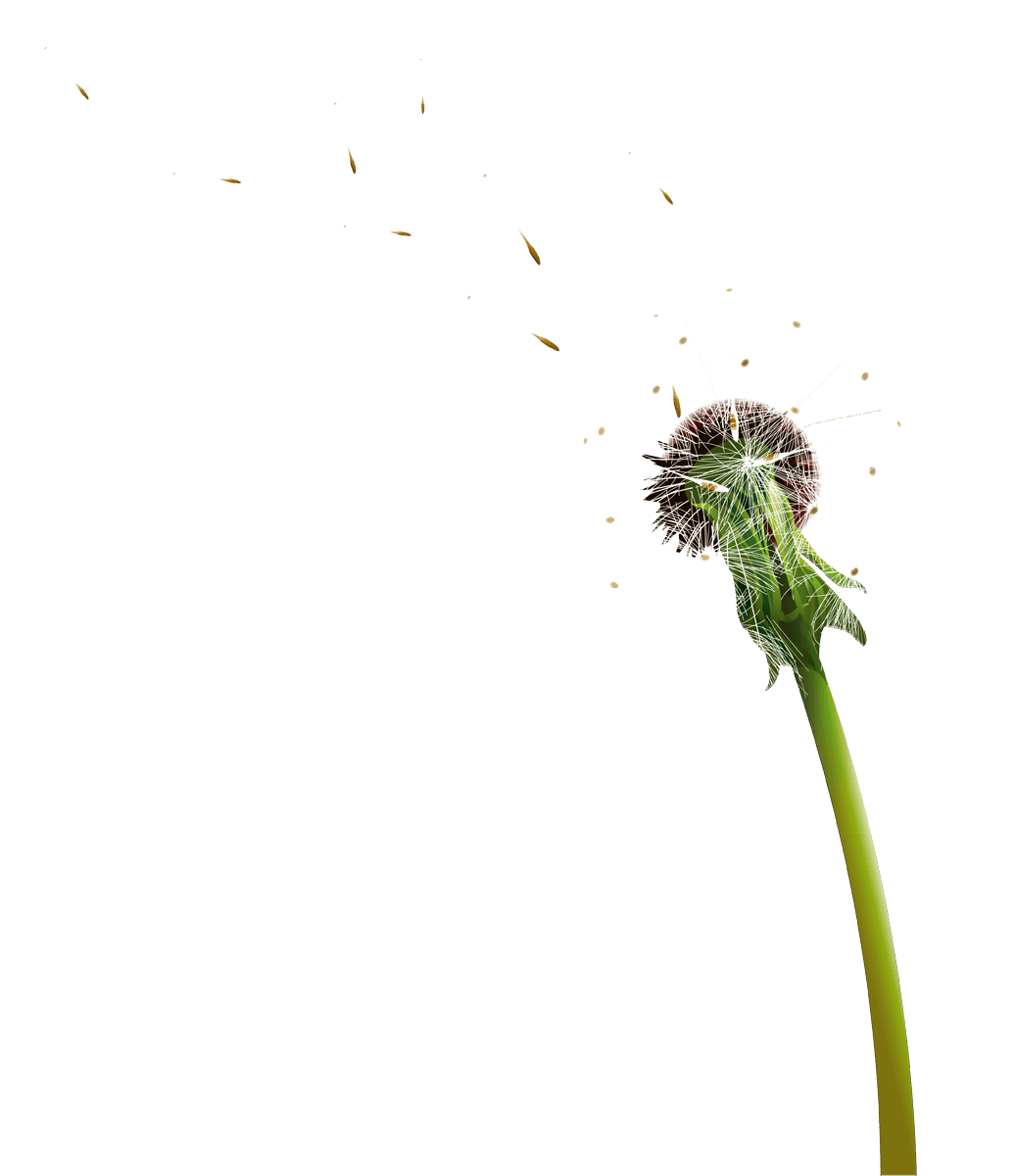 Dandelion dandelion seed
