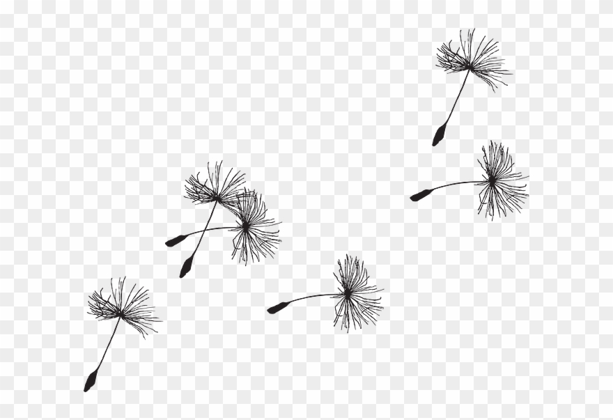 Dandelion clipart dandelion seed. Clip art seeds png