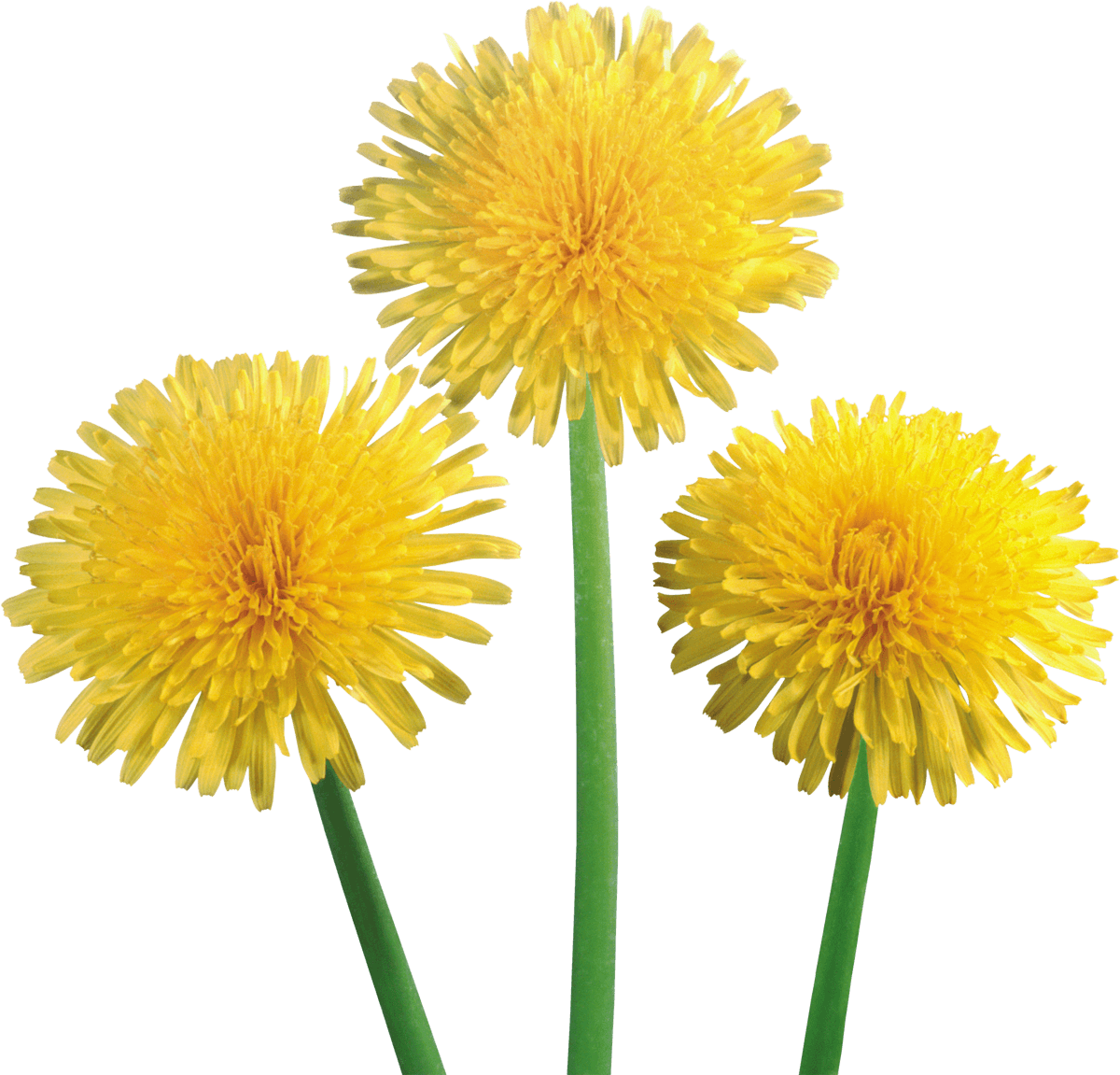 dandelion-clipart-dandelion-seed-dandelion-dandelion-seed-transparent