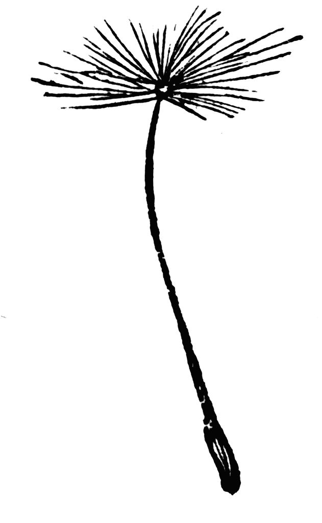 dandelion clipart dandelion seed