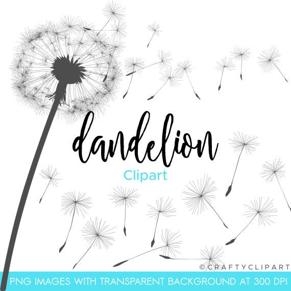 dandelion clipart dandy lion