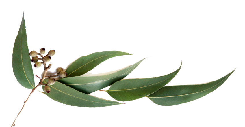 olive clipart eucalyptus