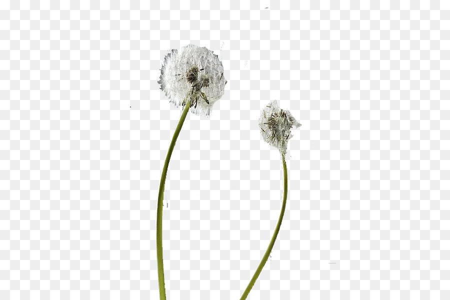 dandelion clipart flower side