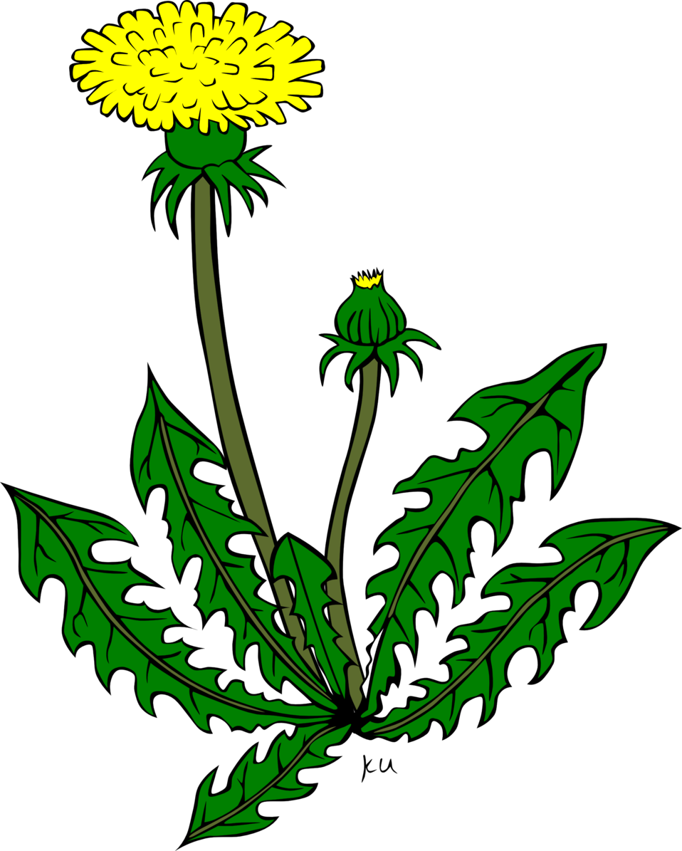 dandelion clipart goldenrod
