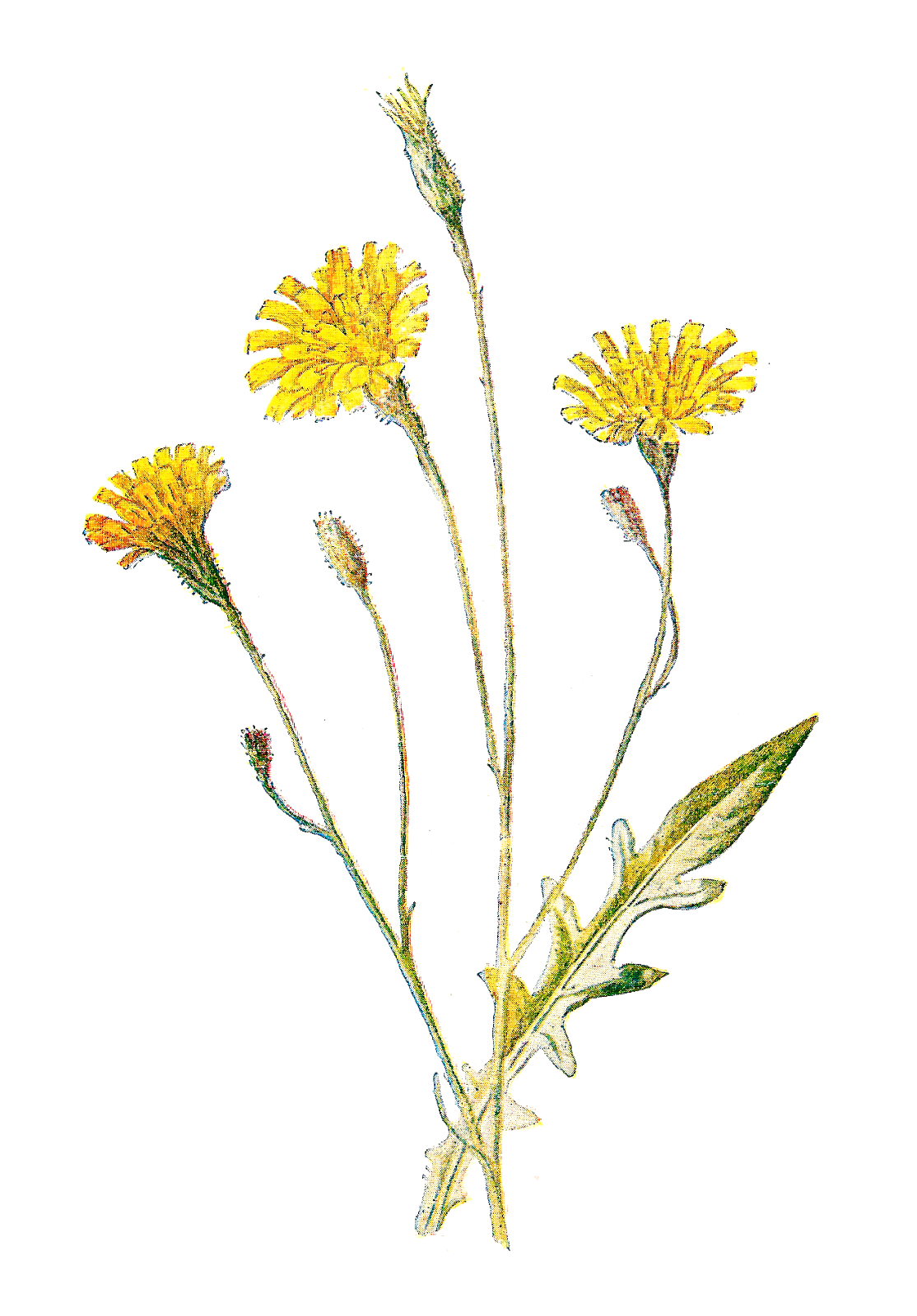 Dandelion goldenrod