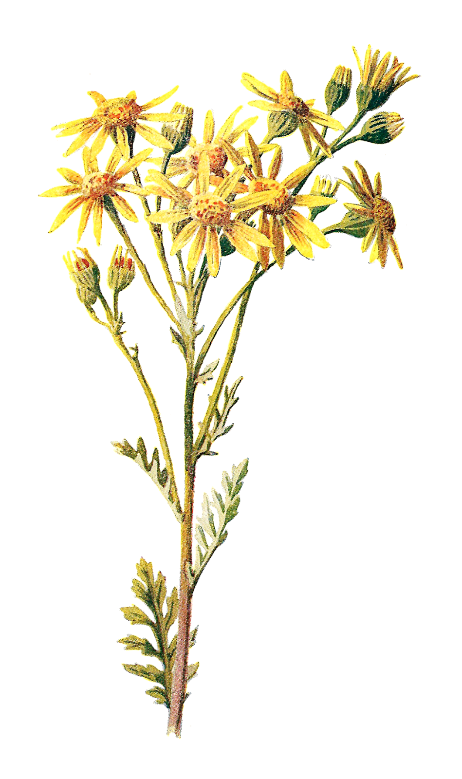 dandelion clipart goldenrod