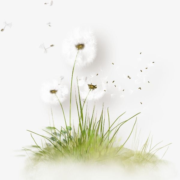 Flowers png transparent image. Dandelion clipart grass