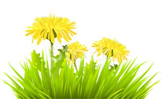 With dandelions stock vectors. Dandelion clipart grass