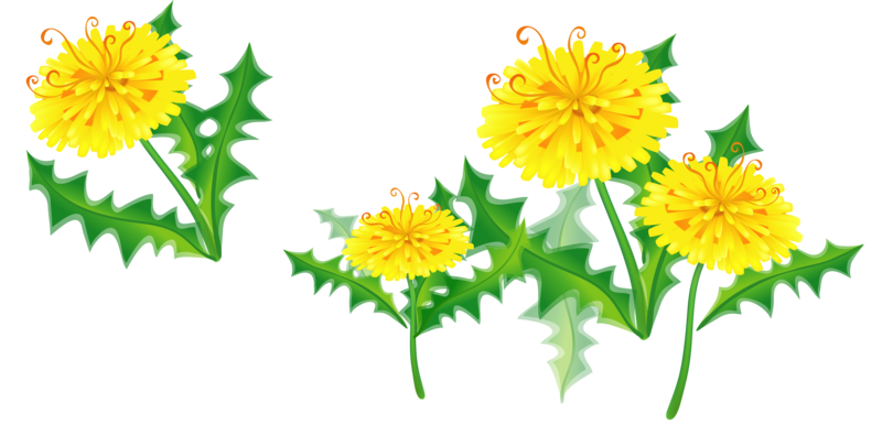 dandelion clipart marigold