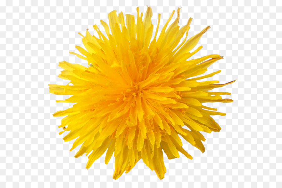 dandelion clipart marigold