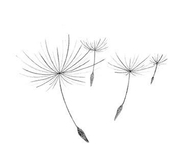 Dandelion clipart minimalist. Tattoo ecosia seed 