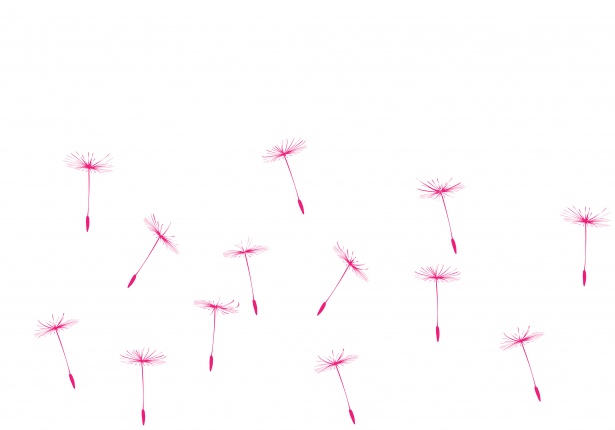 dandelion clipart pink dandelion