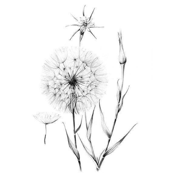 Dandelion Clipart Printable Dandelion Printable Transparent FREE For