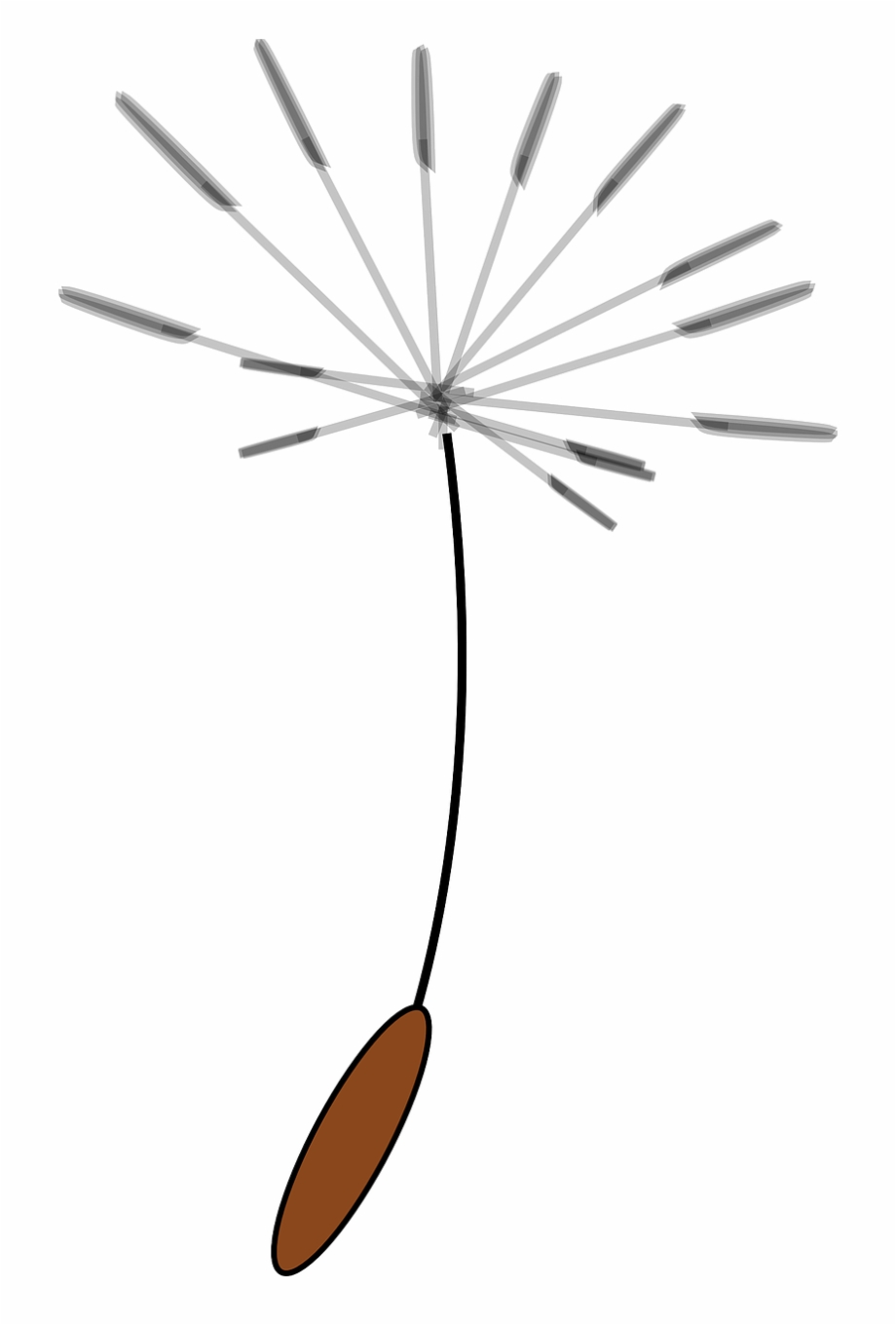 dandelion clipart seed dispersal