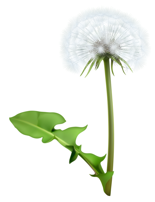 Dandelion stem