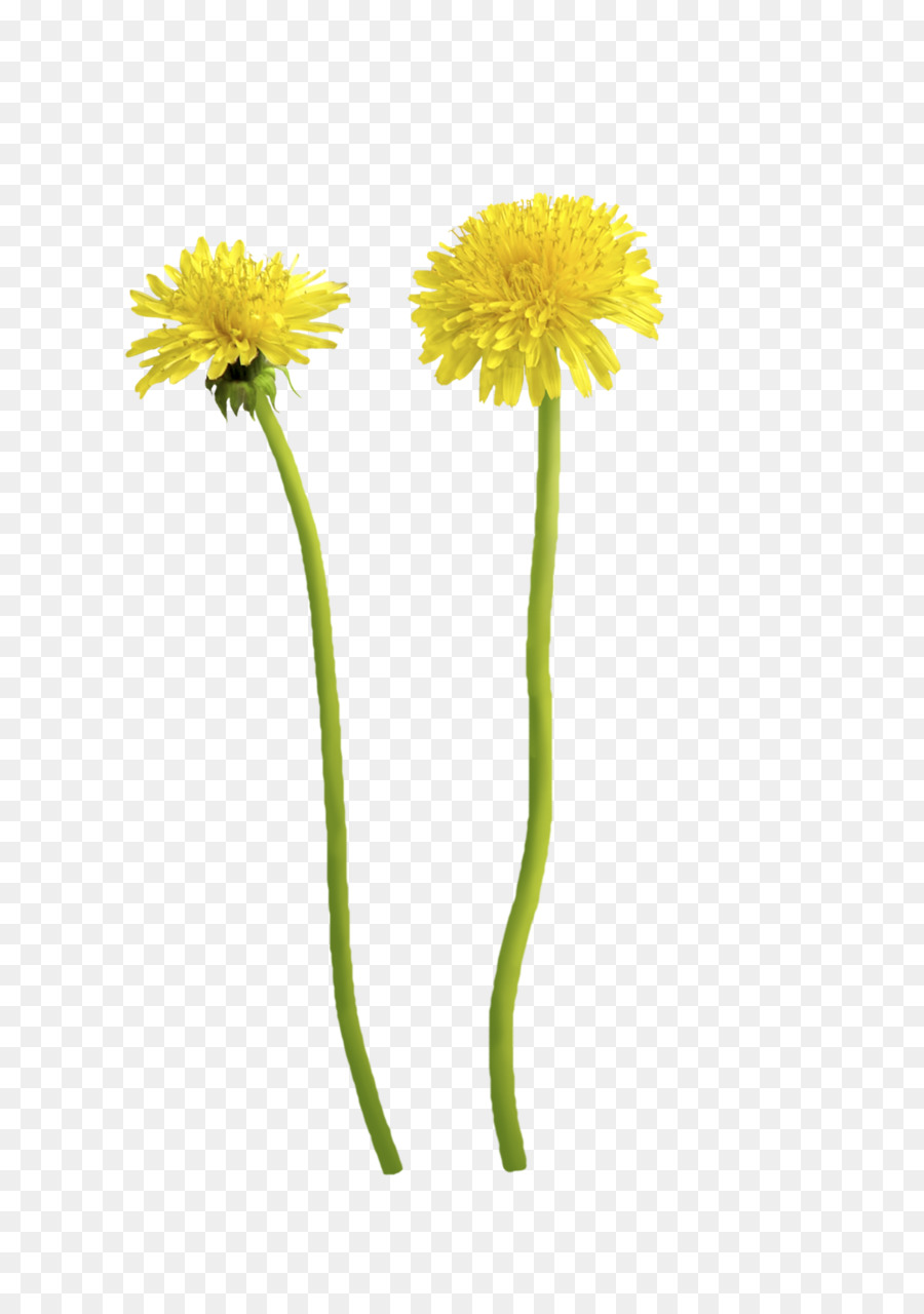 dandelion clipart stem