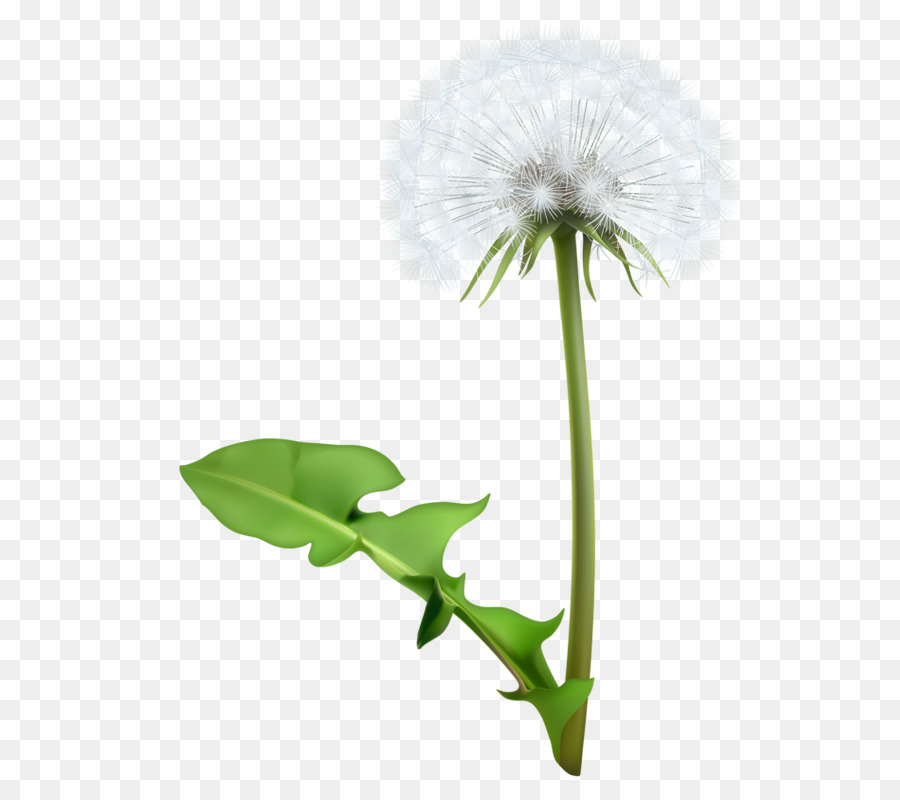 Download Dandelion clipart stem, Dandelion stem Transparent FREE ...