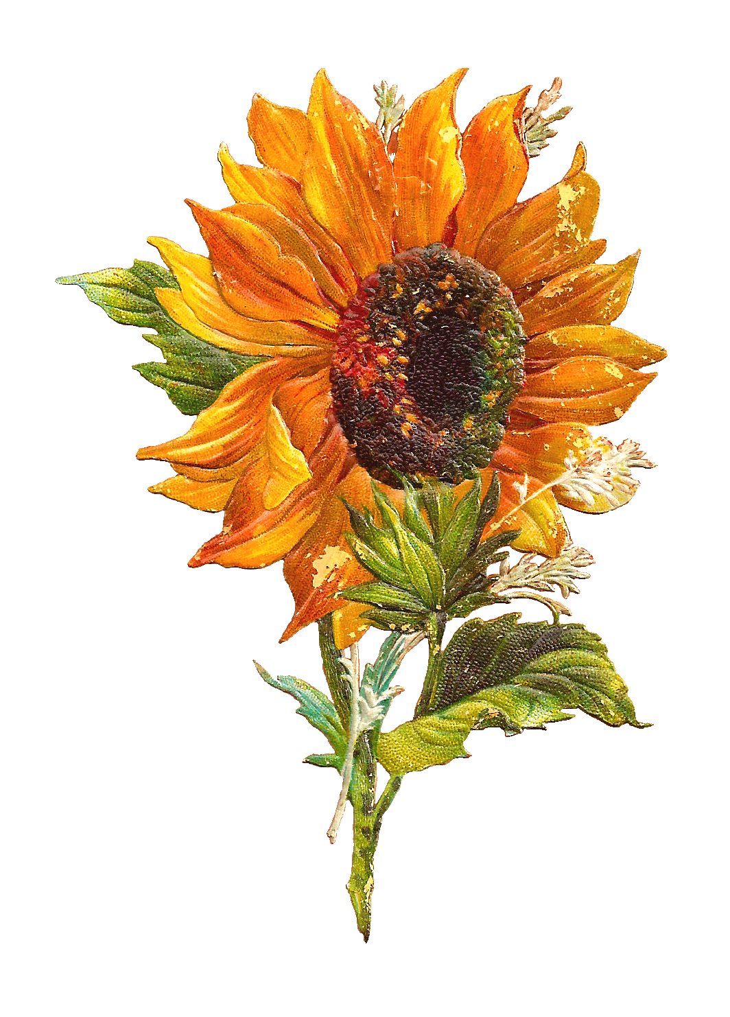 dandelion clipart sunflower