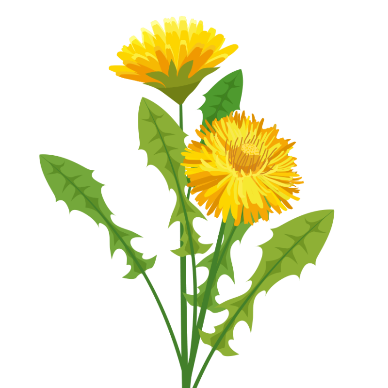 dandelion clipart sunflower
