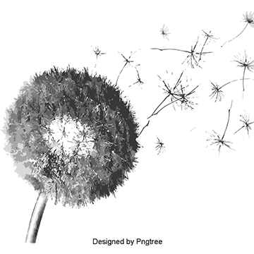 dandelion clipart transparent background