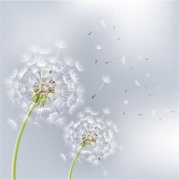 Download Dandelion clipart two flower, Dandelion two flower ...