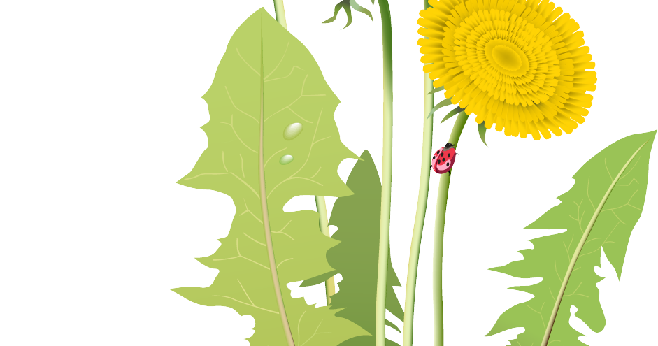 dandelion clipart wallpaper