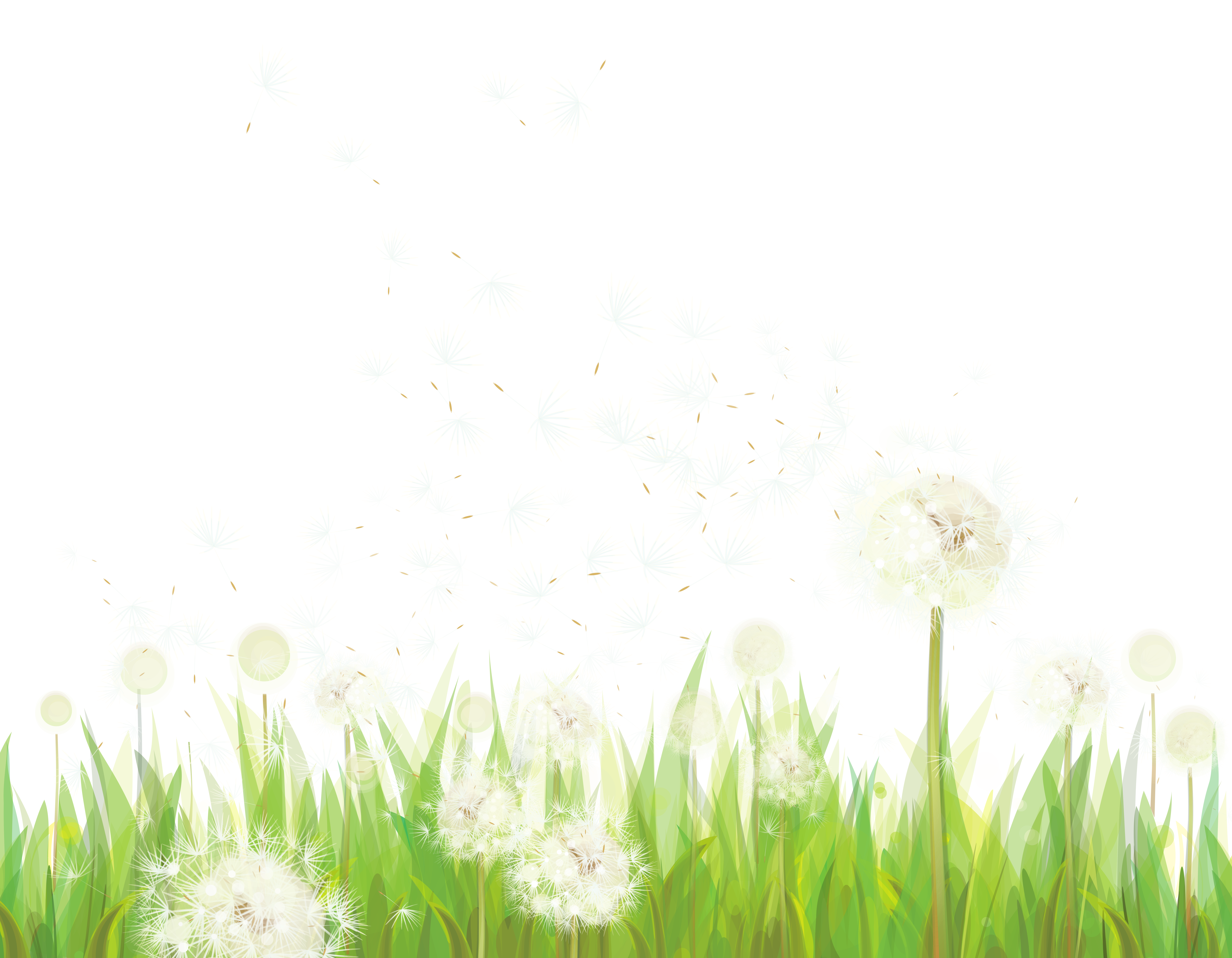 dandelion clipart wallpaper