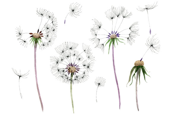 dandelion clipart watercolor