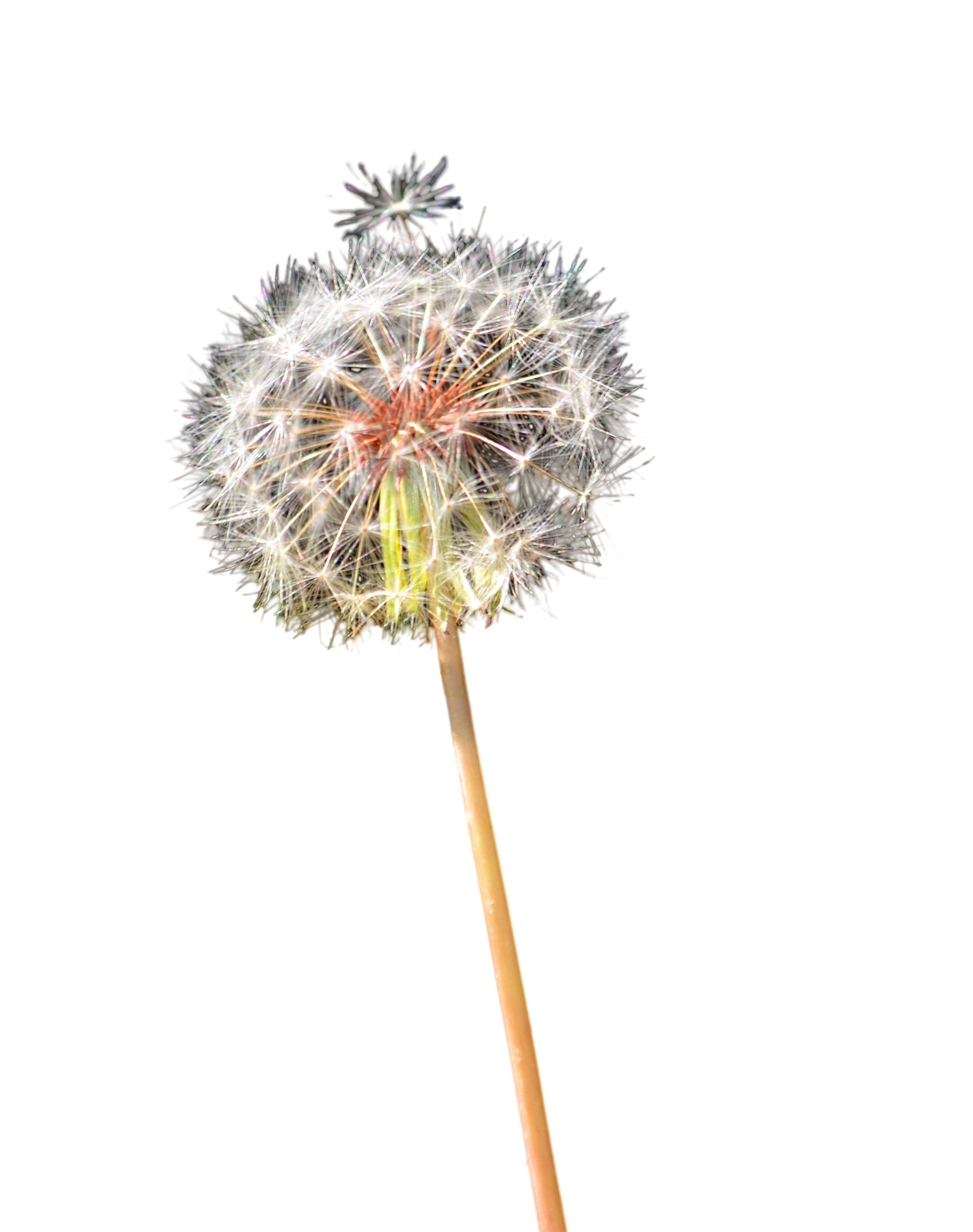 An information on research. Dandelion clipart weeding garden