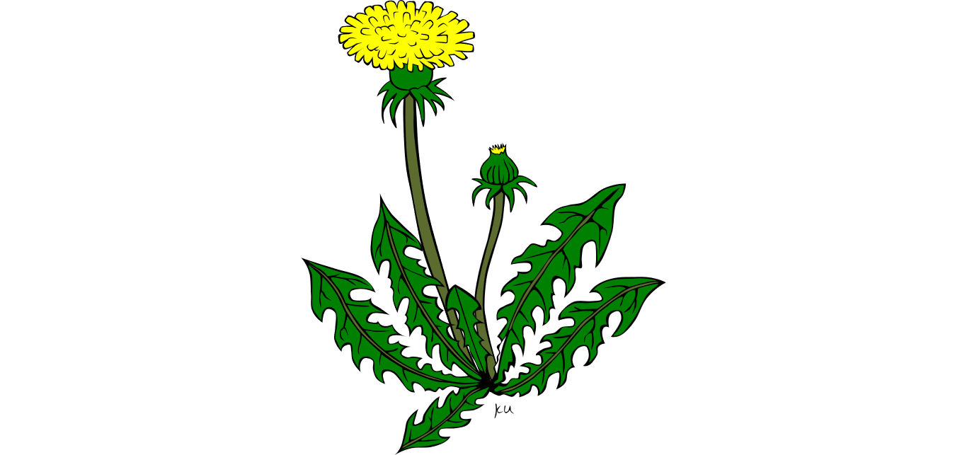 dandelion clipart wind pollination