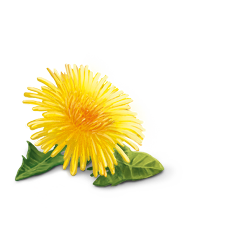 dandelion clipart yellow dandelion