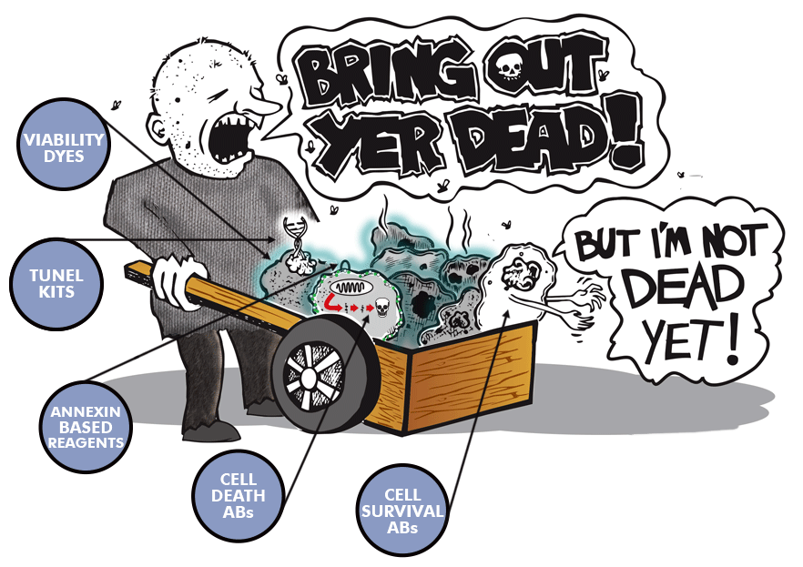 Research tools novus biologicals. Dead clipart cell death
