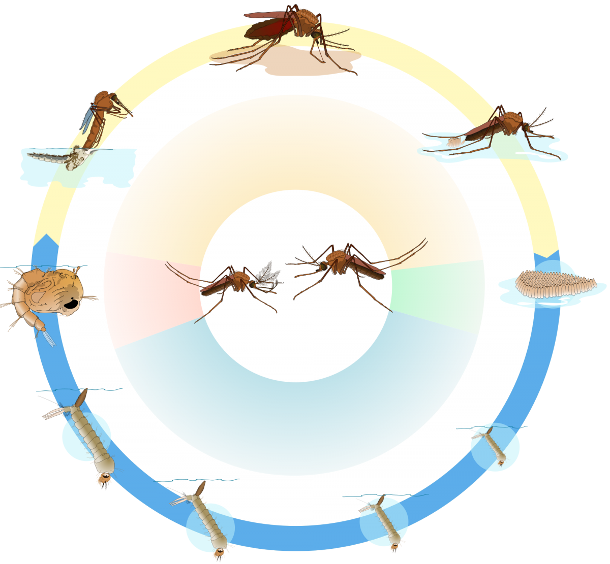 The life cycle san. Mosquito clipart svg